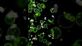 Pond water under the microscope #shorts #shortvideo #shortsvideo #short