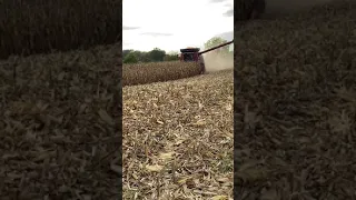 Case IH 7230 Combining Corn with 4408 chopping corn head