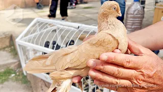 Bird market in Tashkent - PIGEONS (16.09.2023)