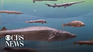 Giant Chinese paddlefish declared extinct after surviving 150 million years