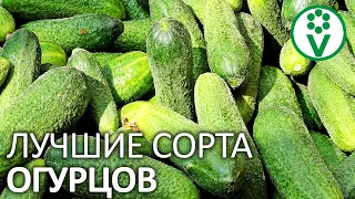 12 ЛУЧШИХ СОРТОВ ОГУРЦОВ для открытого грунта и теплицы