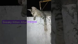 #The Most Dangerous Kitten Attacks Again | Sneaky Kitten Attack | The Night Hunter'|