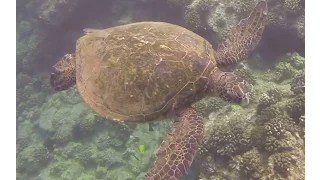 Maui Snorkeling - Green Sea Turtle - GoPro 1080p