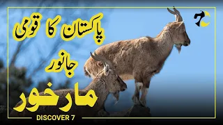 Markhor National Animal of Pakistan | The King of the Mountains | Documentary by Discover 7
