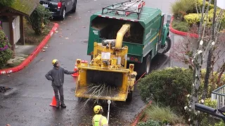 Hornbeam Tree Removal