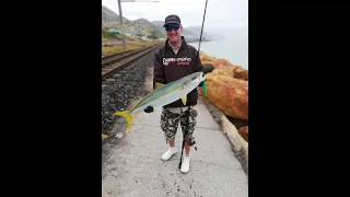 Shore Based Spinning for Yellowtail (Kingfish) in Cape Town, South Africa