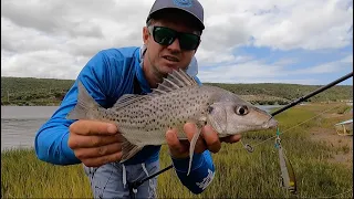 Frustrations of Spotted Grunters on Topwater lure! The most difficult fish to catch on lure!