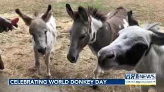 Gerald Owens celebrates his donkeys on World Donkey Day