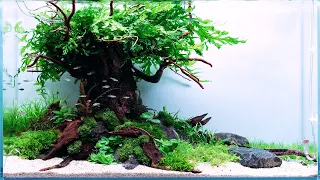 ZEN-SCAPING WITH VIKTOR: A 60P PLANTED TANK WITH A TREE - AQUASCAPING TUTORIAL