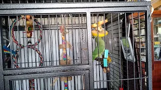 Ожереловый попугай говорит "птичка" / Indian ringneck parakeet says "birdie" in Russian