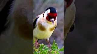 Щегол. Пение птиц, певчие птицы. Goldfinch! Singing birds, songbirds. 💕