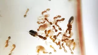 Цикл жизни и смерти колонии муравьев - Life and Death Monomorium pharaonis