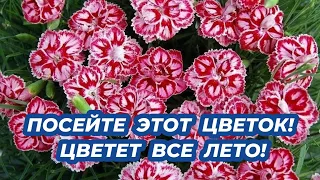 Посейте этот цветок в феврале и любуйтесь цветением все лето! Красивые цветы из семян