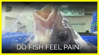 Do Fish Feel Pain?