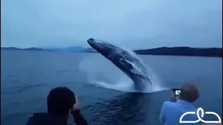 Double Humpback Whale Breach Incredibly Close!