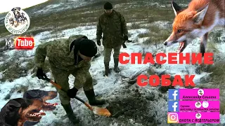 Охота с ягдтерьером , спасение собак. Fox Hunt with Jagdterrier, (сезон 2020-2021)