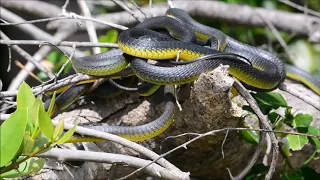 Common Tree Snake mating ball on the Daintree River, QLD