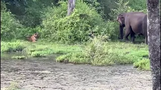 elephant 🐘 attack on tiger nagarhole tiger reserves Karnataka India