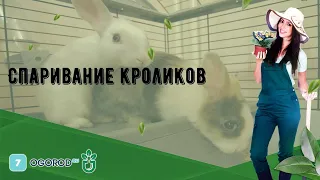 Спаривание кроликов