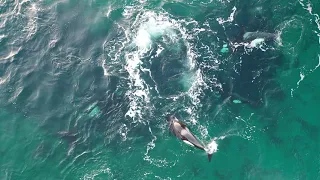 Orcas hunting seal, shetland isles (North Roe)