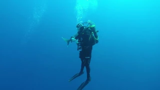 Close encounter, oceanic whitetip. Red sea