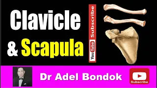 Anatomy of the Clavicle and Scapula, Osteology, Dr Adel Bondok Making Anatomy Simple