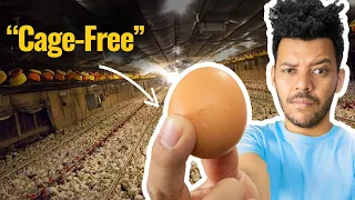 Why Expensive Eggs Are a Lie