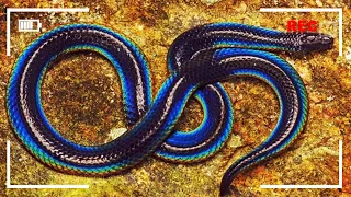 5 Most Beautiful Rainbow Snakes