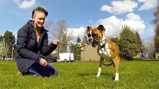 GoPro: Duncan The Two-Legged Pup