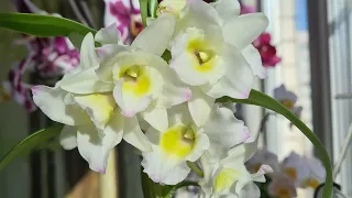 СЕКРЕТЫ МОЕГО ухода за ДЕНДРОБИУМ НОБИЛЕ💚🌱 Как зацвести орхидею дендробиум и не только?!🤍