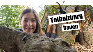 Totes Holz für einen lebendigen Naturgarten 👉 wir bauen eine Käferburg für Hirschkäfer & Co