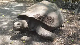 A hungry Galapagos Tortoise