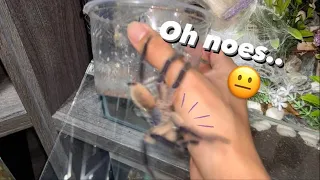 Tarantula TOO EXCITED to Meet his Girl ..