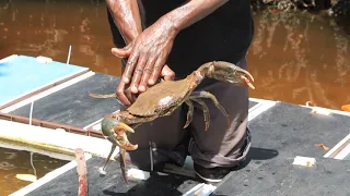 MFS  Crab Farming