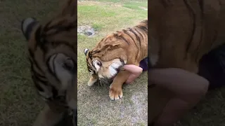 TIGER LOVE!