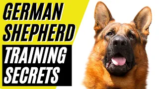 7 German Shepherd Training Secrets | GSD Training