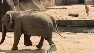 Kölner Zoo: Pfleger retten Elefanten-Jungbulle Kitai aus dem Wasser