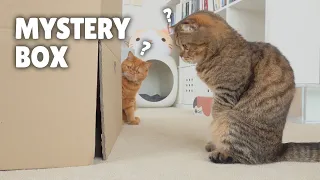 Cats vs Mystery Box | Kittisaurus