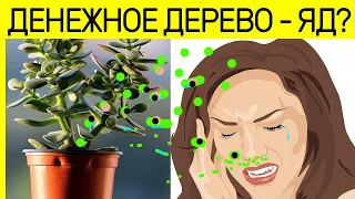 ДЕНЕЖНОЕ ДЕРЕВО чем ОПАСНО! и как влияет на человеческий организм!