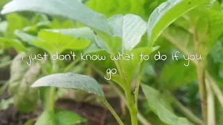 If you go - Wildflowers ft. Christine Smit (Lyrics Video)
