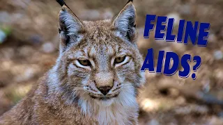 Feline Immunodeficiency virus (FIV), All about Kitty Aids