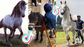 The Cutest HORSES Equestrian TikTok Compilation #91