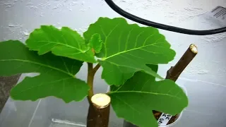 What I Do With Rooted Fig Cuttings Through the Winter