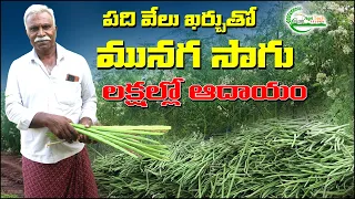 మునగ సాగుతో అధిక లాభాలు | How to Cultivate Drumstick | Moringa Farming | AgriTech Telugu