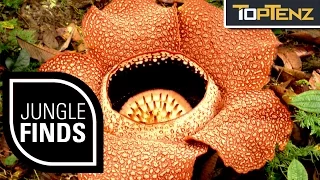Top 10 STRANGE THINGS Found in the JUNGLE