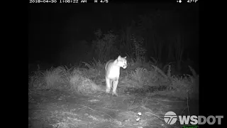 Habitat Connectivity: Wildlife safely navigating roads in Washington State using highway structures