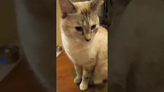 Cat reaction to "Sometimes I'm Alone"