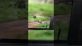 Todays choti madhu sighting at Tadoba Agarzari buffer zone #tadobatiger #tiger