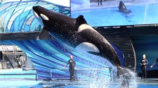Orca Encounter (Full Show) - SeaWorld Orlando - March 1, 2023