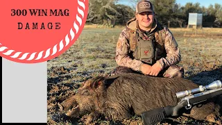 Massive Boar Down with 300 Win Mag